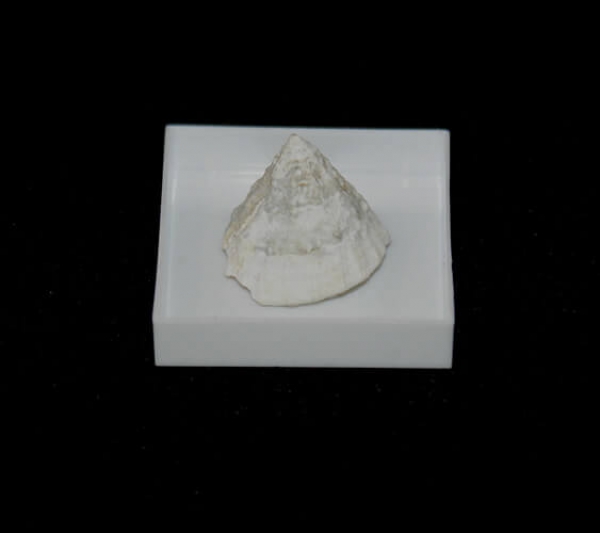 Fossile Meerwasserschnecke